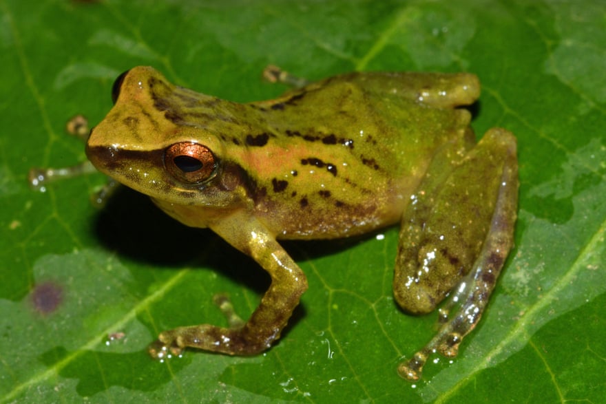 Whistling frog, Pristimantis loeslein