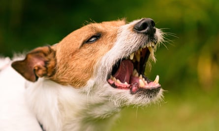 dog barking
