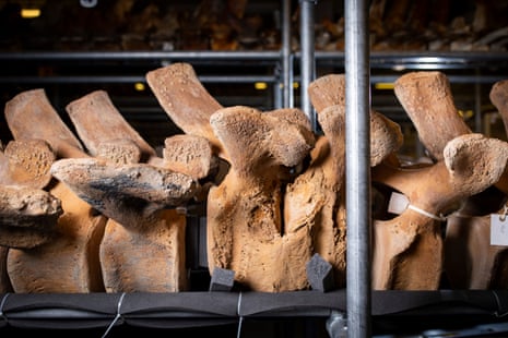 Fused vertebrae seen in the Greenwich whale, found in 2010, which shows the animal was elderly