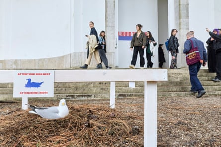 The seagull nesting outside Poland’s pavilion.