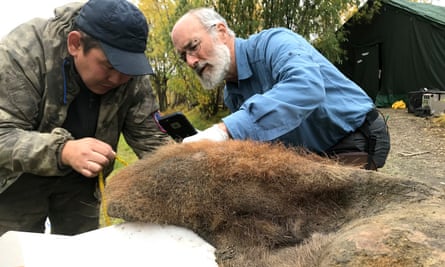 Two scientists crouch beside the carcass as they work on it