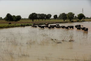 A herd of buffalos wade through stagnant rain water after monsoon season in Kunri, Umerkot, Pakistan, 15 October, 2022
