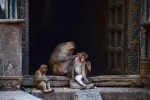 Monkeys sitting in shade inside a temple on a hot summer day in Allahabad, India.