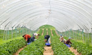 Farm workers picking strawberries