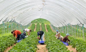 Eastern European workers picking strawberries inside a polytunnel on a farm in Shropshire