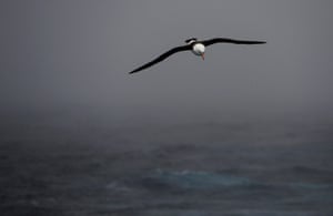 A black-browed albatross in flight.