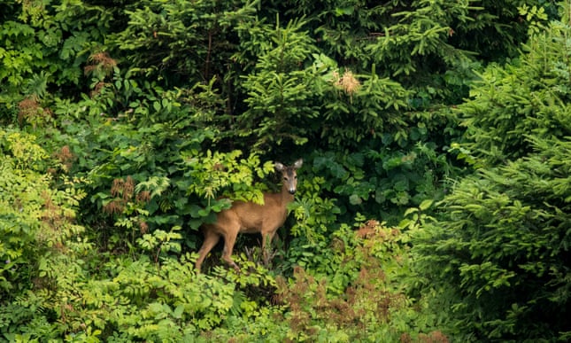 Measures to arrest nature's decline must be passed into law, say MEPs 3648