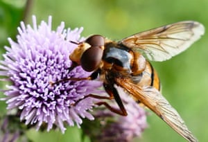 A hover-fly on a thistle flower on a mild, overcast morning in the countryside, Dunsden, Oxfordshire, UK