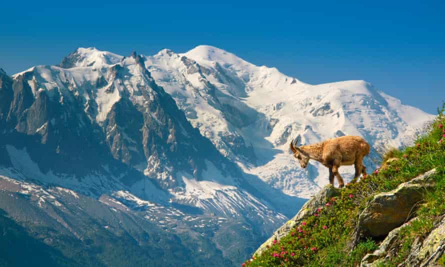 A young ibex, or mountain goat, in front of the Mont Blanc