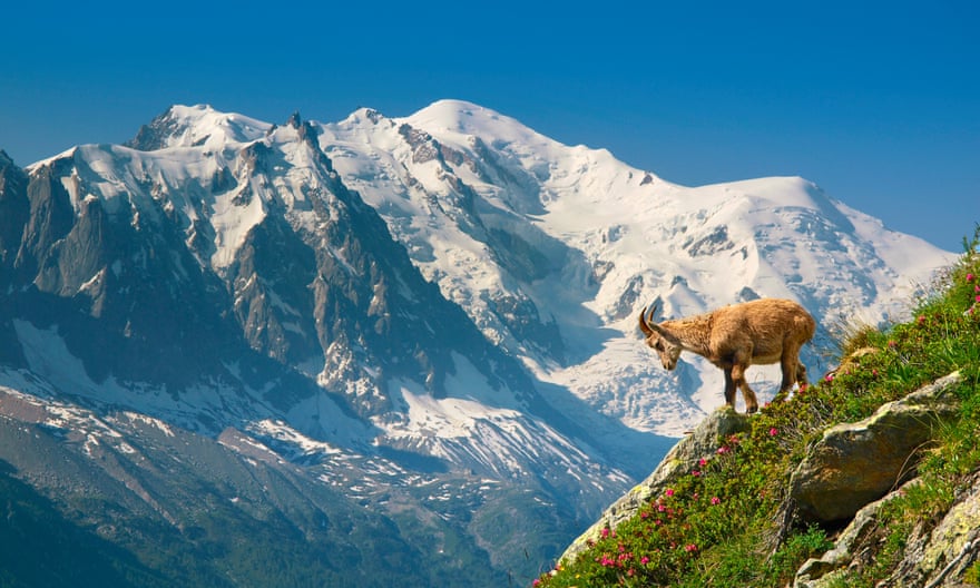 Ein junger Steinbock oder eine Bergziege vor dem Mont Blanc