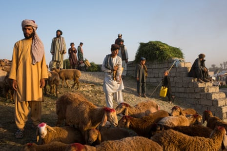 Farmers and buyers amid flocks of sheep and goats and temporary tea houses at the Friday livestock bazaar in Helmand’s provincial capital, Lashkar Gah