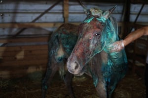 A horse with reddish burns to the face.