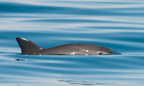 small porpoise in calm water, showing its eye and dorsal fin
