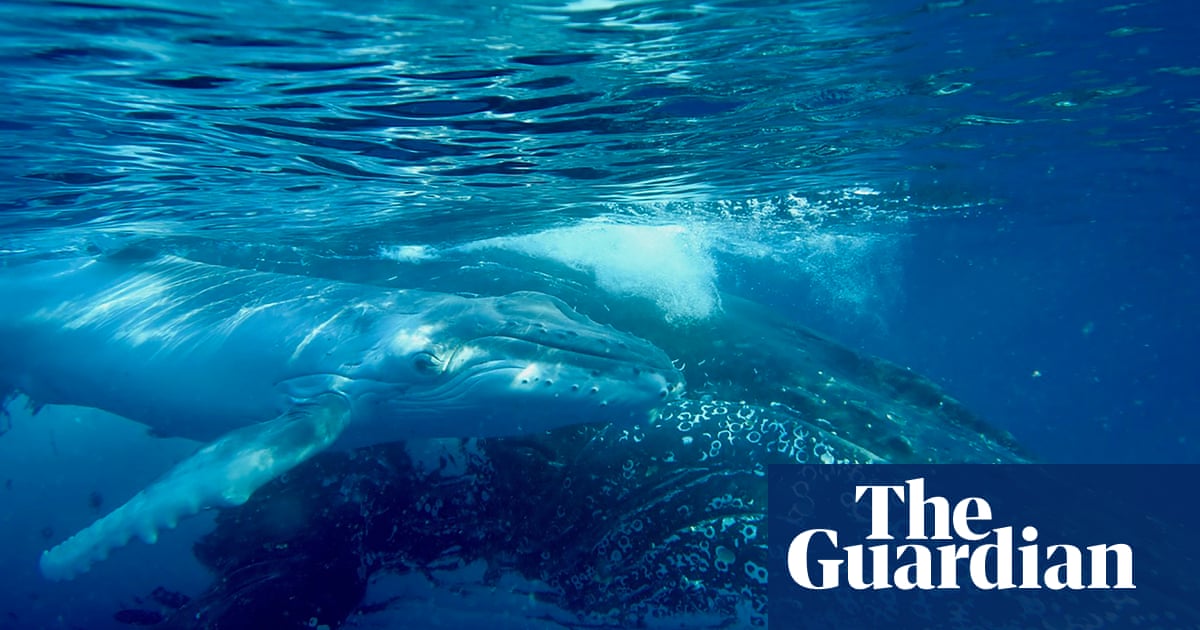 Humpback whale song and human language are more similar than you might think. Here’s why | Whales Humpback whale song and human language are more similar than you might think. Here’s why | Whales
