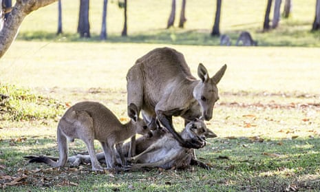 A dying female kangaroo is cradled by her mate in River Heads, Queensland.