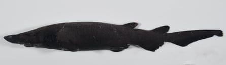 A new species of deepwater catshark identified by Dr Will White of the CSIRO