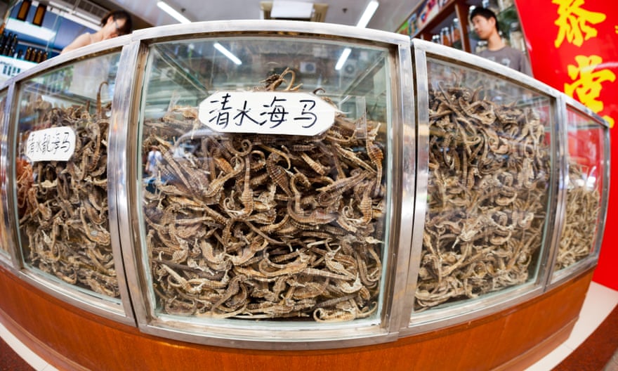 Glass cases full of dried seahorses for sale at a medicine shop in Guangzhou, China.