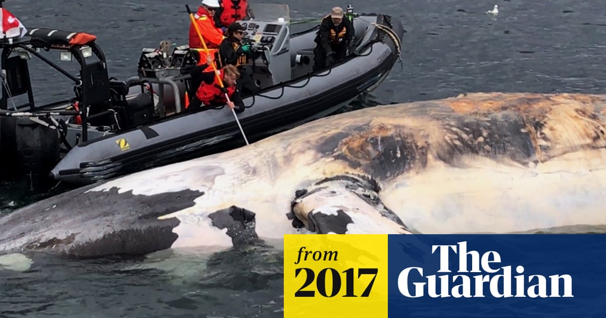 Seven right whales found dead in 'devastating' blow to endangered animal
