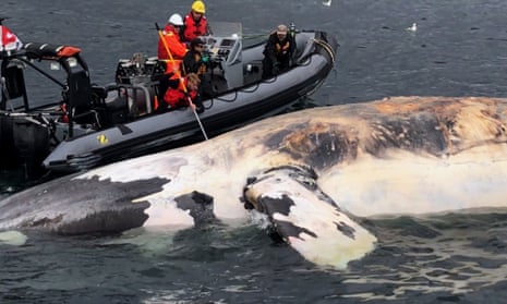 Researchers examine a dead North Atlantic right whale along the Gulf of St Lawrence in Canada.