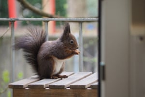 A bold squirrel enjoying nuts left out to tempt it, Munich.