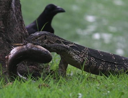 A water monitor lizard carrying a fish in its mouth