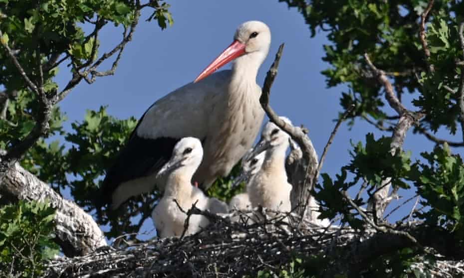 Three white stork chicks are seen in the nest with their parent at a site near Horsham in southern England on 5 June 2020