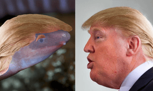 EnviroBuild image puts Donald Trump’s hair on the amphibian. 