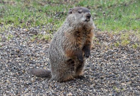 Groundhog