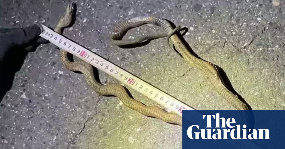 Snake on a train line: Japan's busiest bullet train route brought to a halt