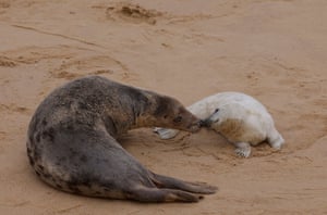 Um filhote de foca cinza e sua mãe descansam na praia de Horsey Gap, na costa de Norfolk, Reino Unido