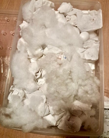The seized parrot eggs.