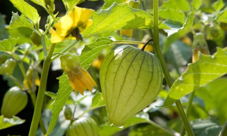 Tomatillo plants in the sunshine with fruits and flowers.