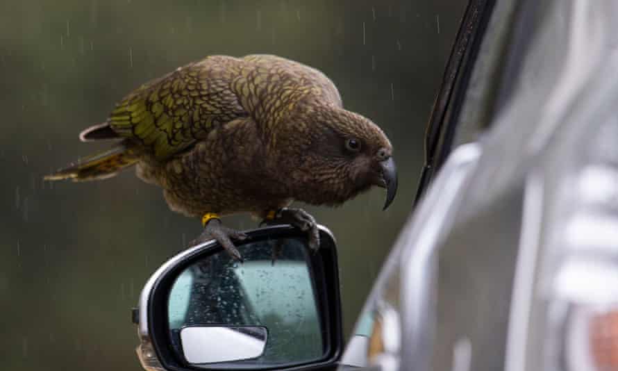 A kea sits on a car in Fiordland national park, New Zealand.