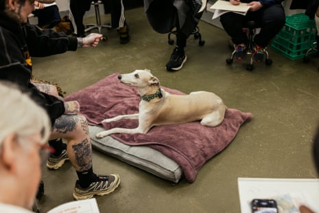 Fettuccine the whippet models at a greyhound life drawing class held by Greyt Greys and hosted by TKO Tattoos in Eltham, Victoria.