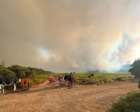 Handout photo issued by Forestry England showing cows standing in front of a plume of smoke coming from a major heathland blaze in the New Forest on Monday.