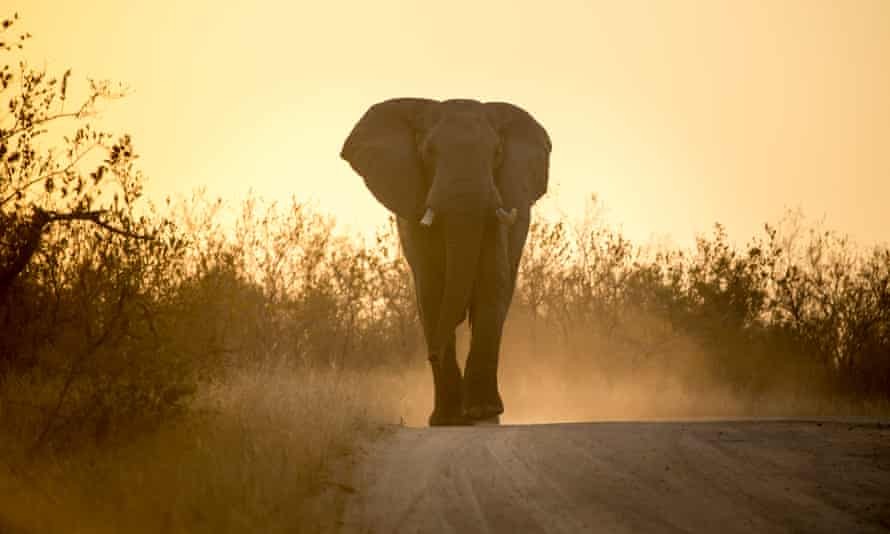 Bull elephant, silhouetted by the sunrise.