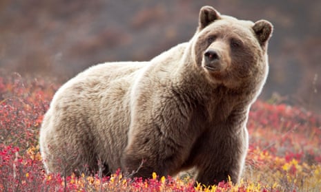 Two bear attacks in a few days have left two men in hospital in Alaska.