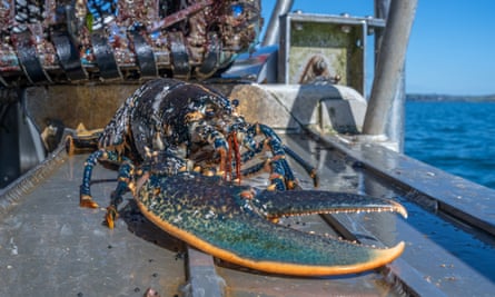A lobster on the fishing boat seen from the front with its large claw towards the camera
