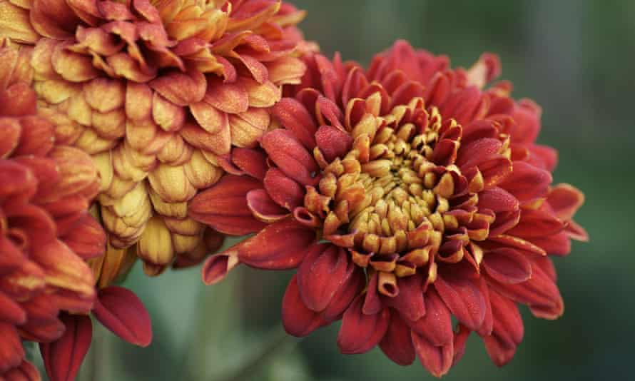 Chrysanthemum ‘Karen Taylor’.