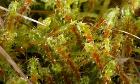 Springy turf moss (Rhytidiadelphus squarrosus) shoots growing through last year’s dead grasses