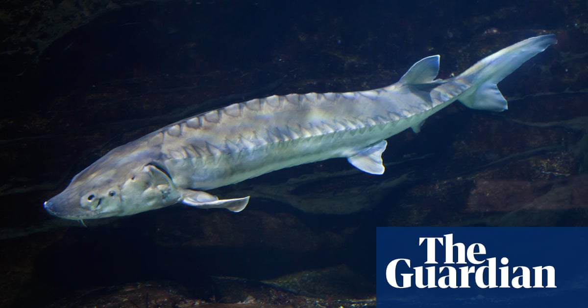 Sturgeons caught around British coast raise hopes of return to UK rivers