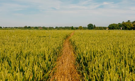 A pathway (of sorts) through a wheat field towards Saint Eanswith’s