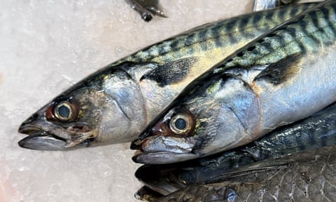 Fresh mackerel for sale at a fish market.