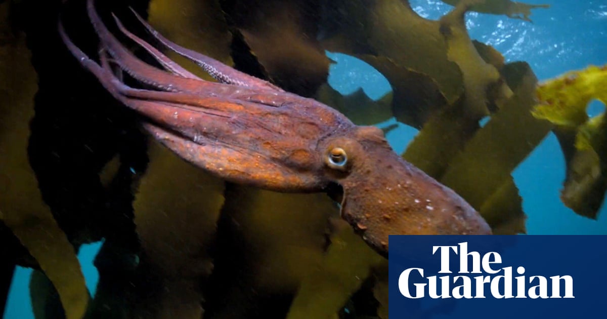 Octopuses and lobsters have feelings – include them in sentience bill, urge MPs