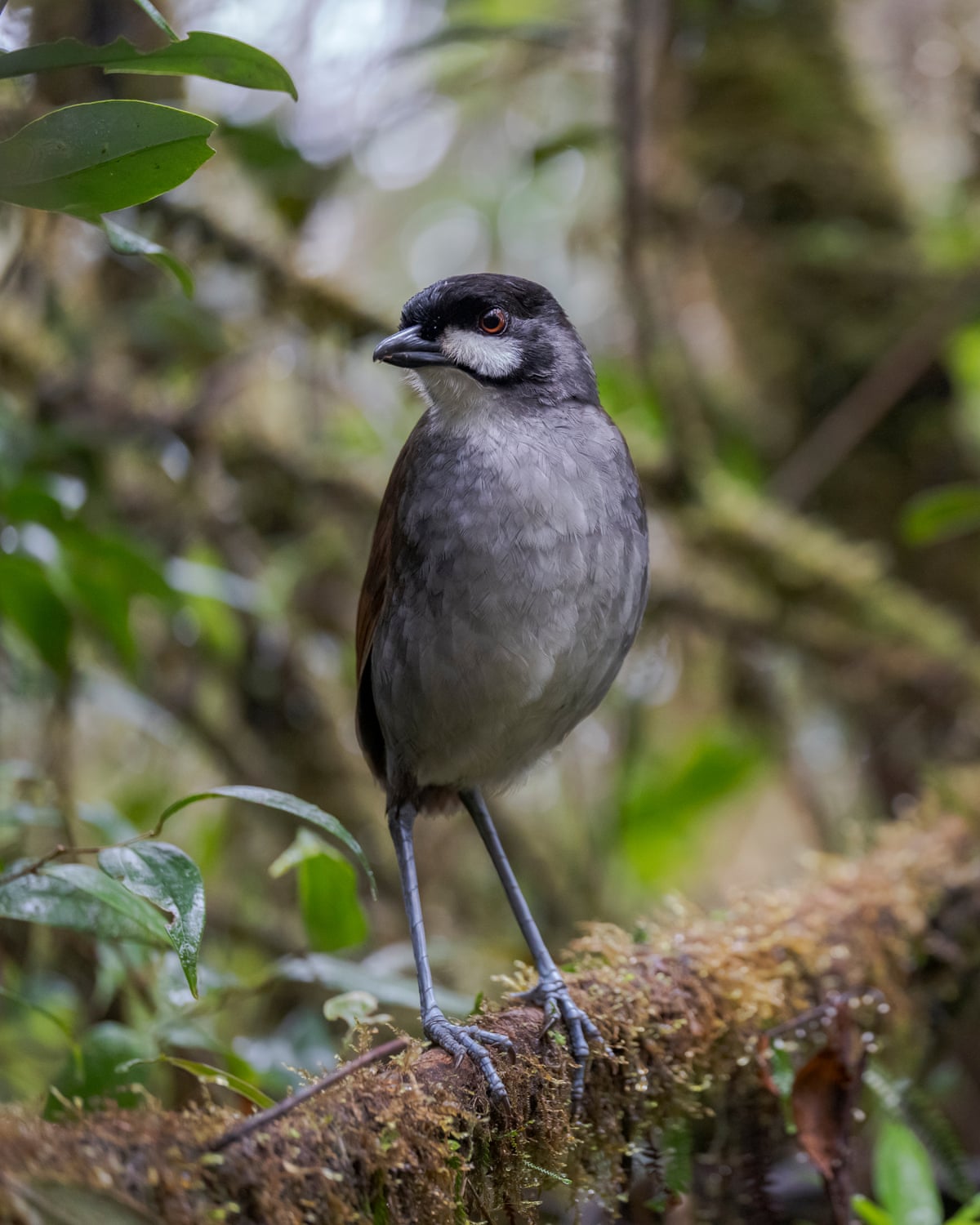 A plump, thrush-sized bird with a chestnut back, grey front, black crown and white face-patch