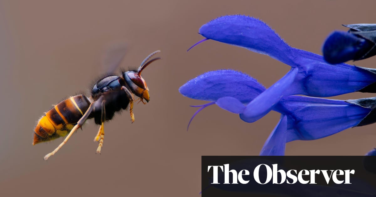Unprecedented' sightings of Asian hornets raise fears for UK bees