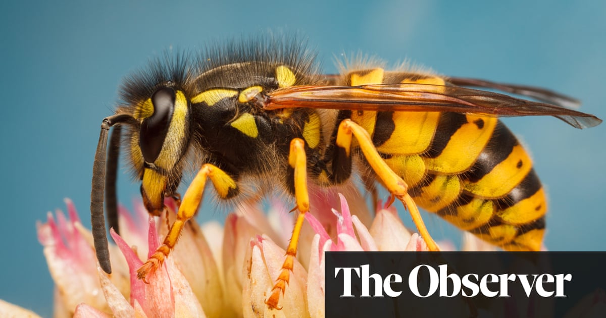 Let’s hear it for wasps | Technology | The Guardian