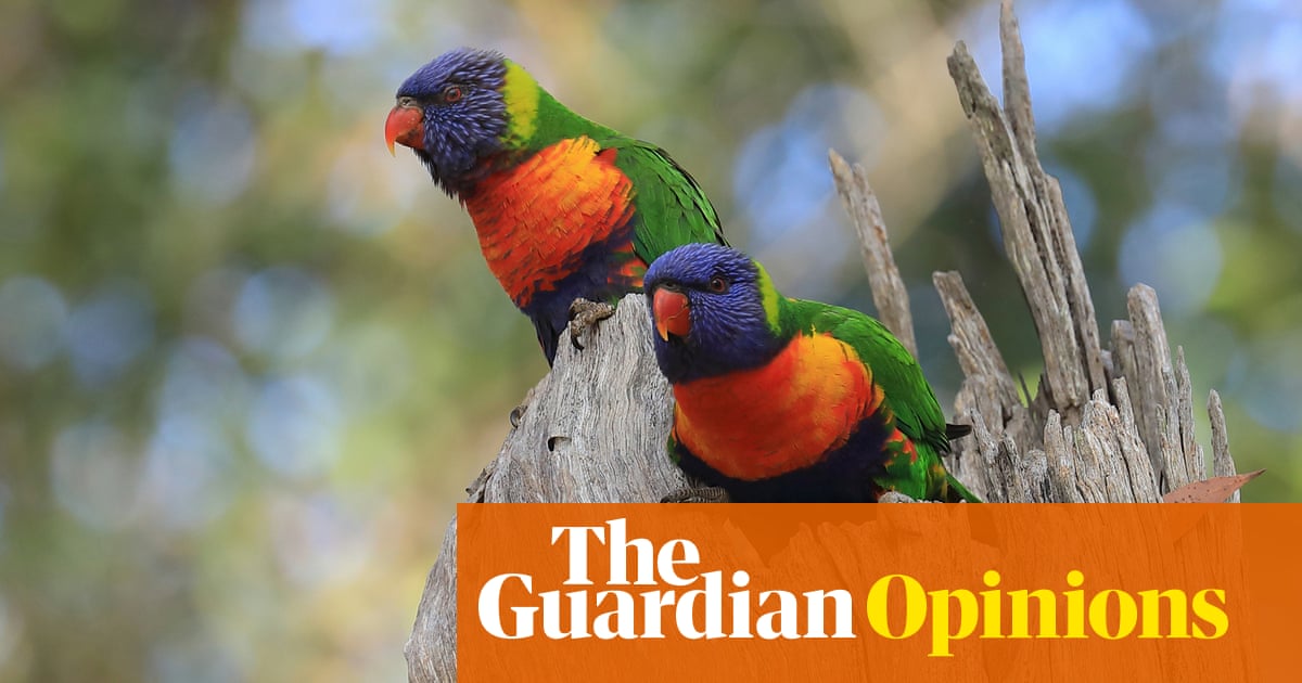Australia S Birds Pretty And Sweet Or Just A Pack Of Bastards