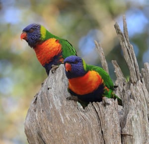 Rainbow lorikeets