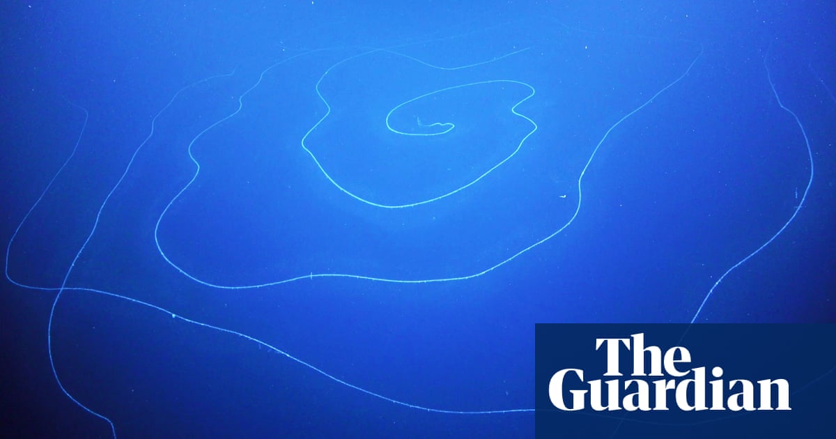 'Like a spiral UFO': world's longest animal discovered in Australian waters - The Guardian